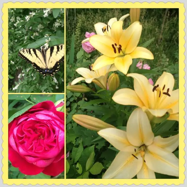 A butterfly, a rose and lilies in bloom in my garden.