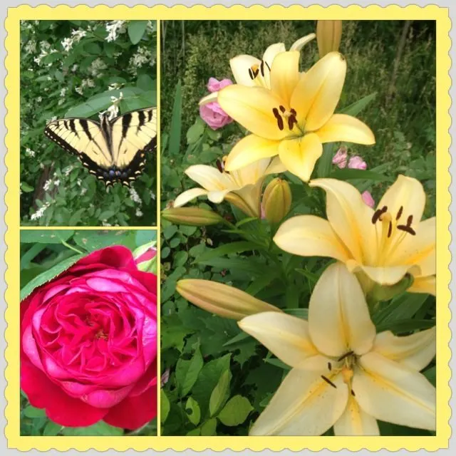 A butterfly, a rose and lilies in bloom in my garden.