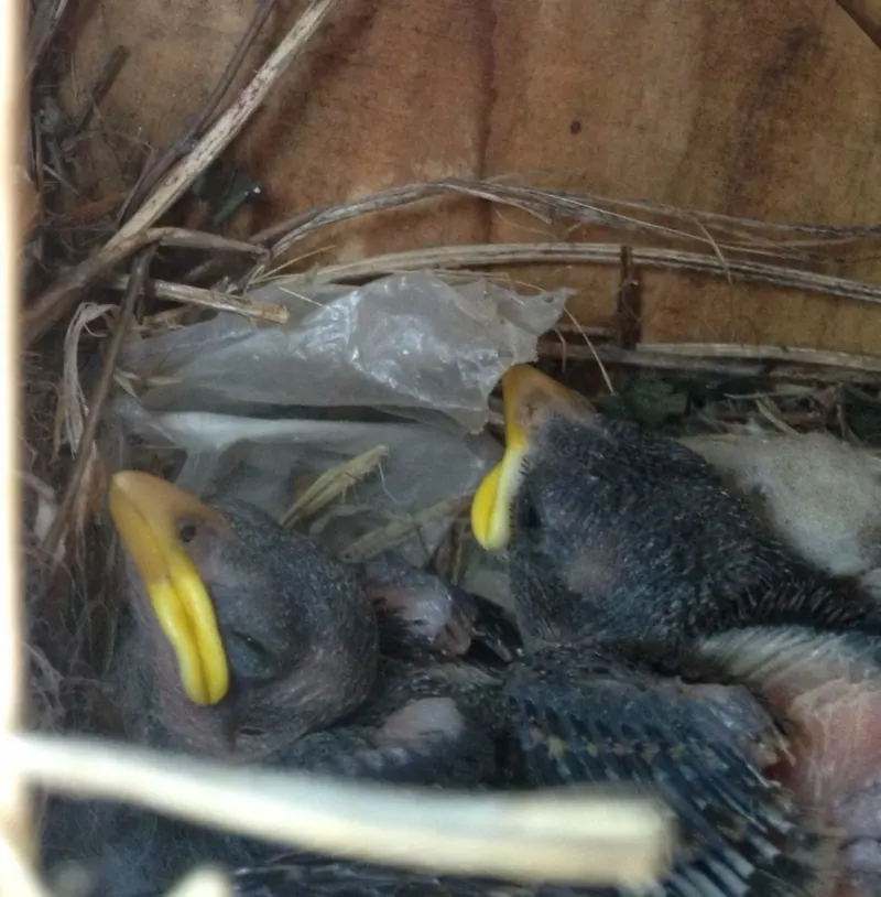 Baby birds in a nest in my garden.
