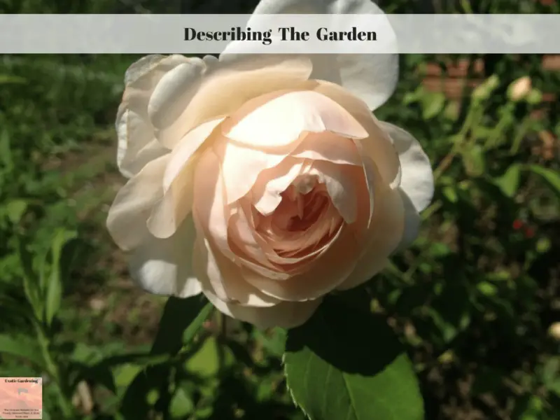 An old fashion peachy pink rose in bloom.