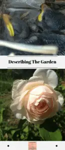 The top photo shows baby birds. The bottom photo shows and old fashion peachy pink rose in bloom.