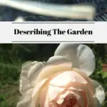 The top photo shows baby birds. The bottom photo shows and old fashion peachy pink rose in bloom.