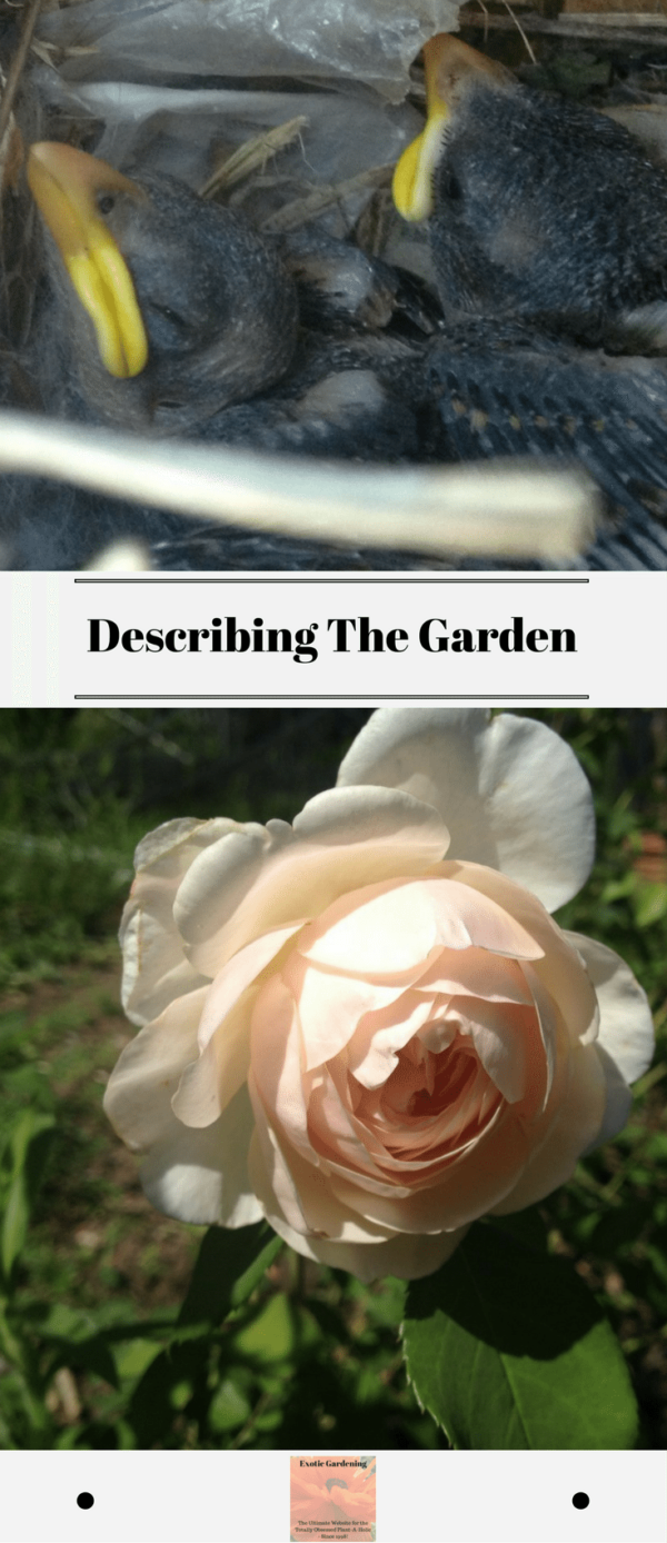 Describing The Garden Exotic Gardening