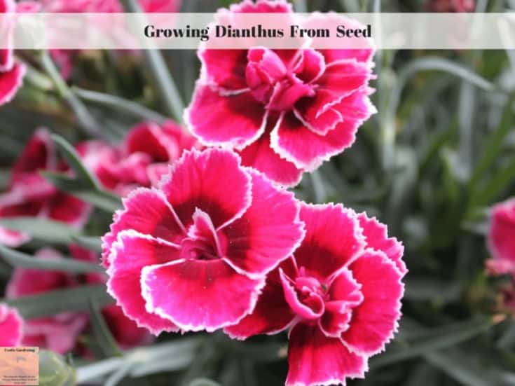 Growing Dianthus From Seed Exotic Gardening