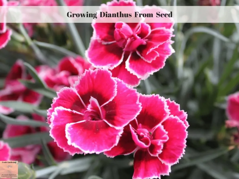 Growing Dianthus From Seed