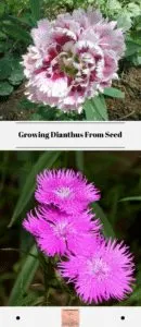 Growing Dianthus From Seed