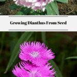 Growing Dianthus From Seed