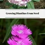 Growing Dianthus From Seed