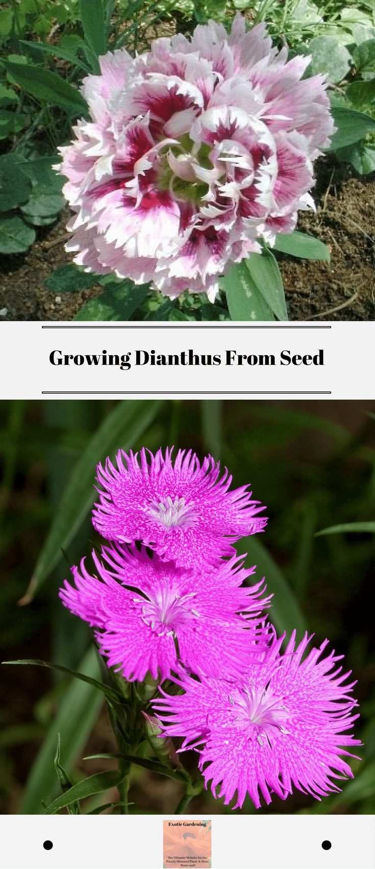 Planting dianthus seeds indoors