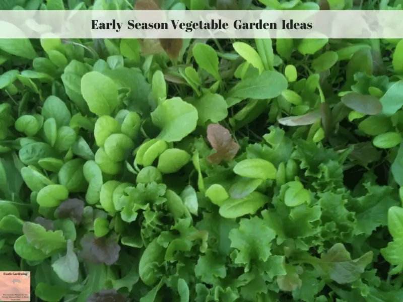 Early Season Vegetable Garden Ideas