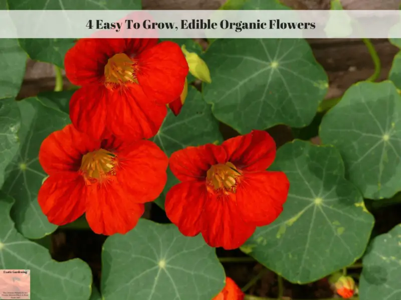 4 Easy To Grow, Edible Organic Flowers