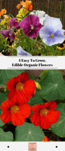 4 Easy To Grow, Edible Organic Flowers