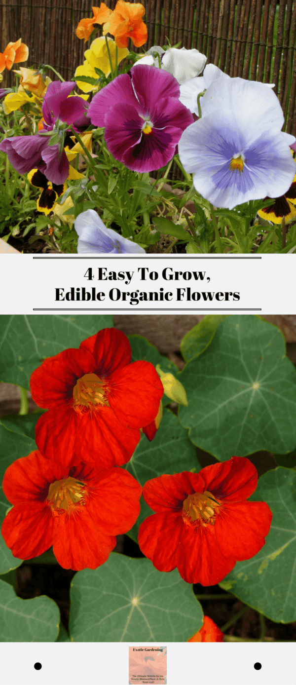 4 Easy To Grow, Edible Organic Flowers Exotic Gardening