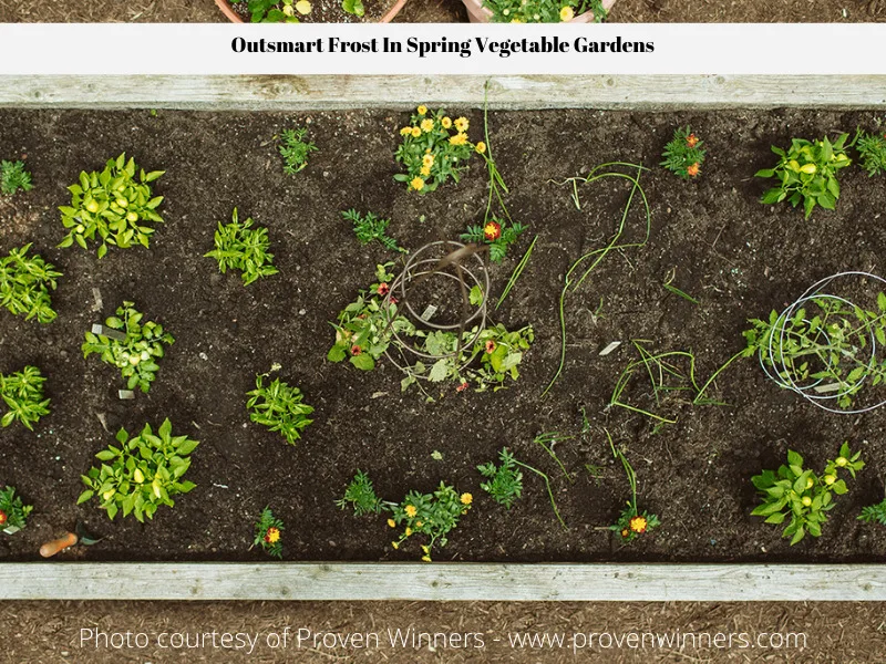 Early spring crops growing in the ground.