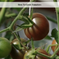 How To Grow Tomatoes