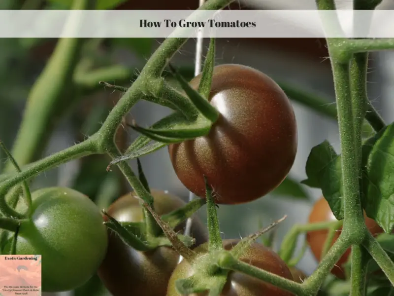 How To Grow Tomatoes