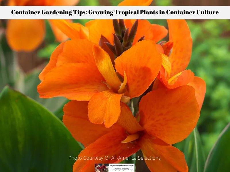 When growing tropical plants in container culture include vibrant blooming plants such as Canna.