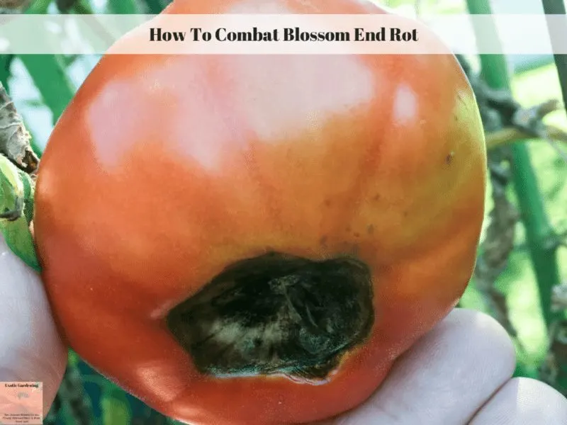 How To Combat Blossom End Rot