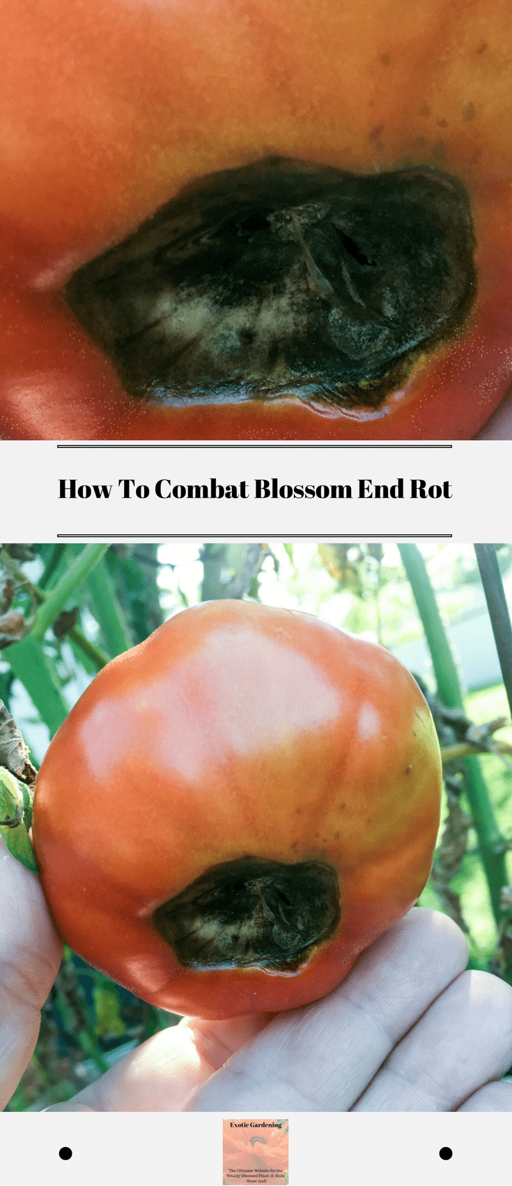 How To Combat Blossom End Rot