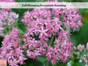 Fall Blooming Perennials Roundup