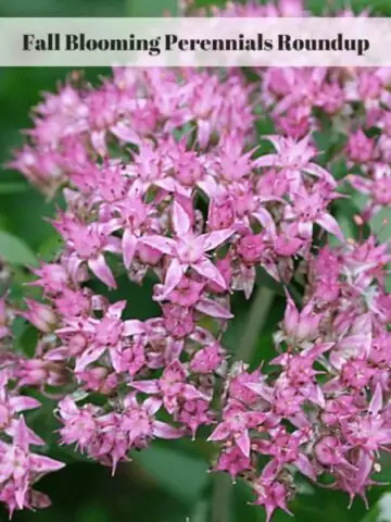 Fall Blooming Perennials Roundup
