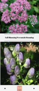 Fall Blooming Perennials Roundup