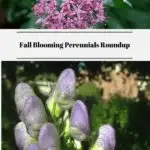 Fall Blooming Perennials Roundup