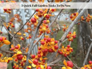 3 Quick Fall Garden Tasks To Do Now