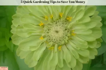 gardening tips money quick