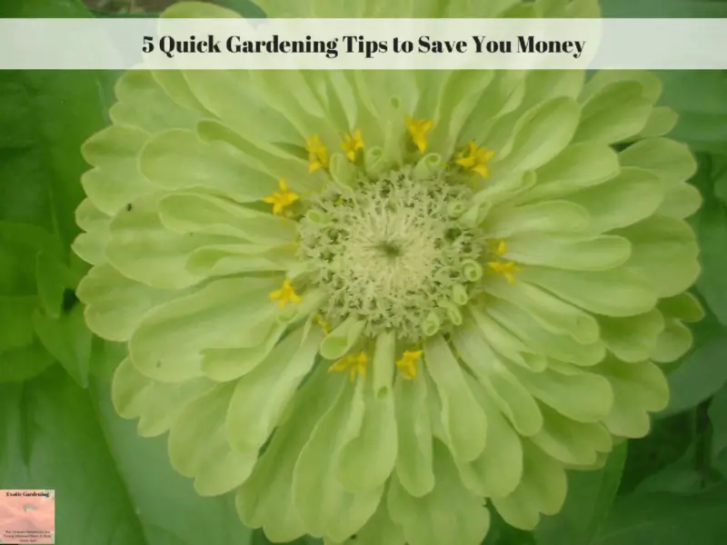 5 Quick Gardening Tips To Save You Money