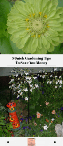 5 Quick Gardening Tips To Save You Money