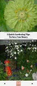 5 Quick Gardening Tips To Save You Money