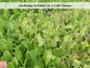 Gardening In Winter In A Cold Climate