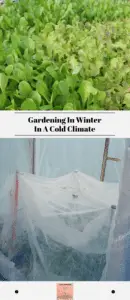 Gardening In Winter In A Cold Climate