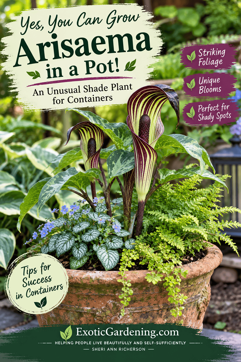 Arisaema growing in a weathered terracotta container with ferns and other shade-loving plants in a garden setting.