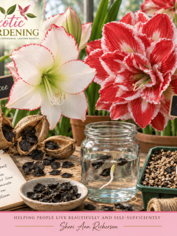 Pecotee and Blossom Peacock Amaryllis flowers with papery black seeds, water germination and a newly planted seedling.