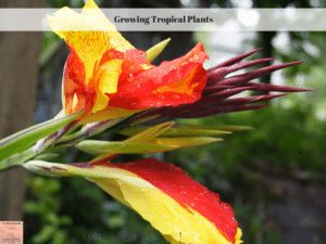 Growing Tropical Plants