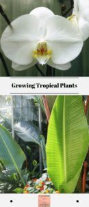 Growing Tropical Plants