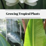 Growing Tropical Plants