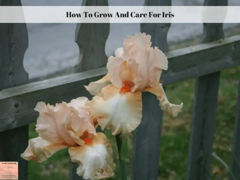 How To Grow And Care For Iris