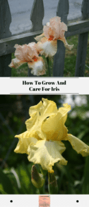 How To Grow And Care For Iris