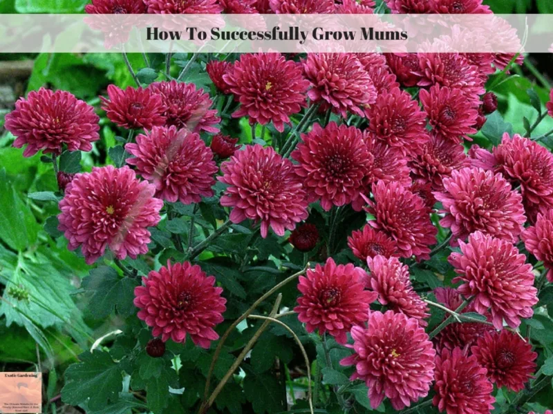 How To Successfully Grow Mums