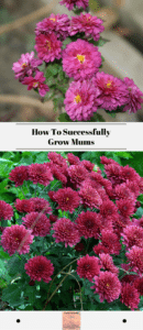 How To Successfully Grow Mums
