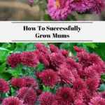 How To Successfully Grow Mums