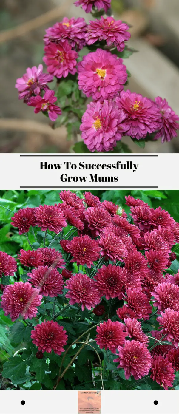 How To Successfully Grow Mums Exotic Gardening