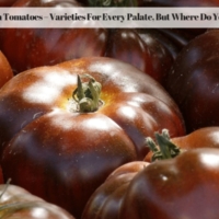 Heirloom Tomatoes – Varieties For Every Palate, But Where Do You Start?