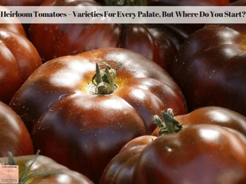 Heirloom Tomatoes – Varieties For Every Palate, But Where Do You Start?