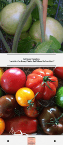 Heirloom Tomatoes – Varieties For Every Palate, But Where Do You Start?