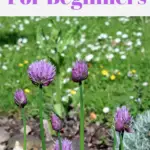 Chives growing and flowering in a garden.