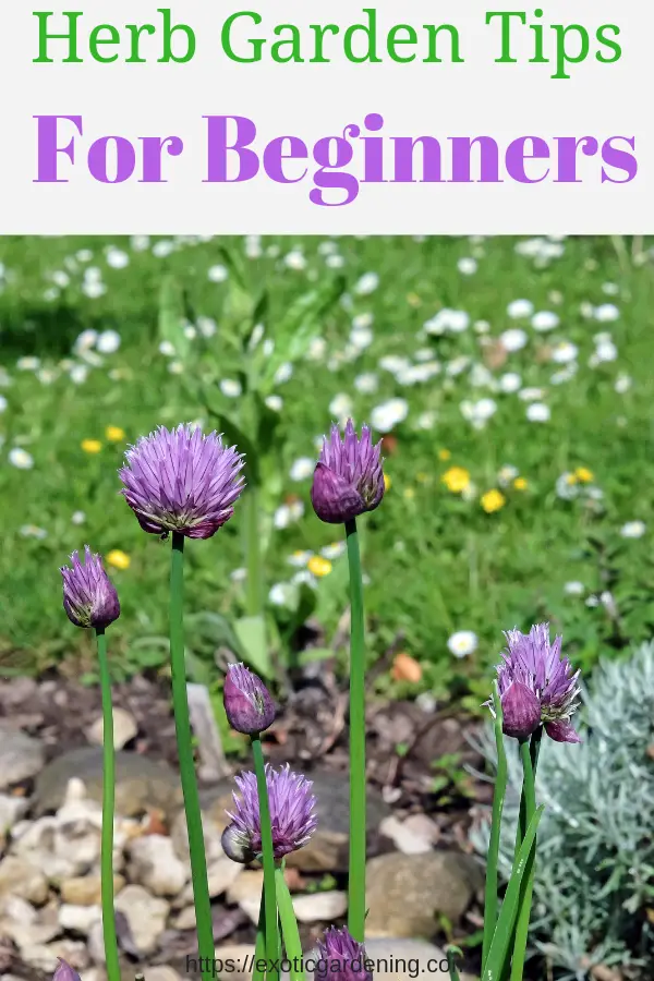 Chives growing and flowering in a garden.